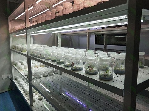 乳源植物组织培养实验室设计建设方案